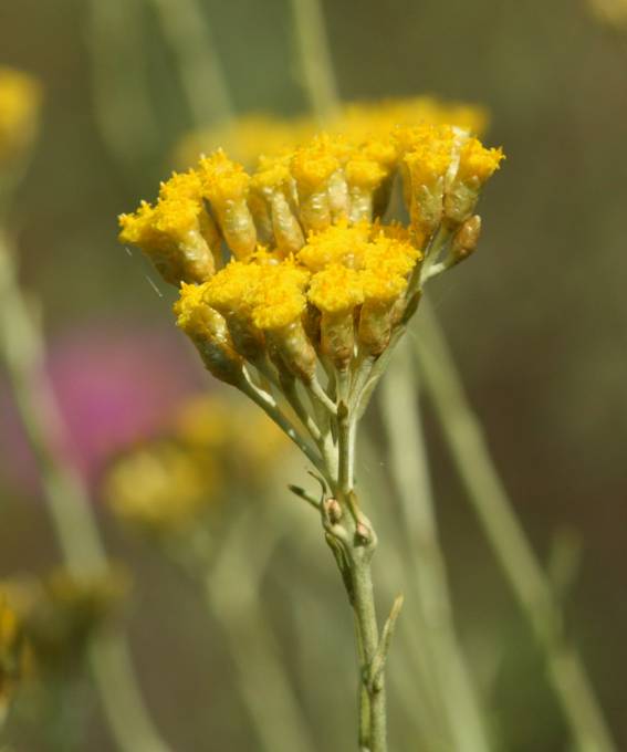 Helichrysum italicum