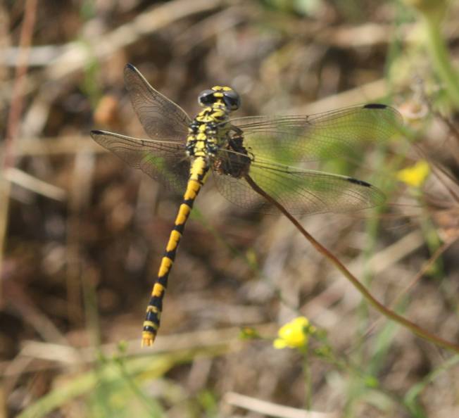 Onychogomphus uncatus, maschio e femmina?  S !