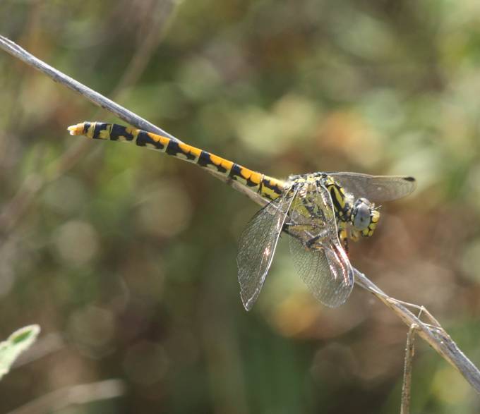 Onychogomphus uncatus, maschio e femmina?  S !
