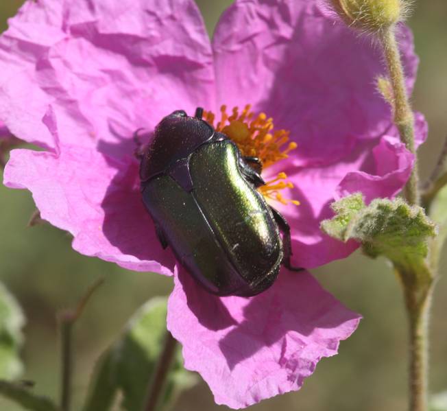 Cetoniidae: Cetonia aurata pisana