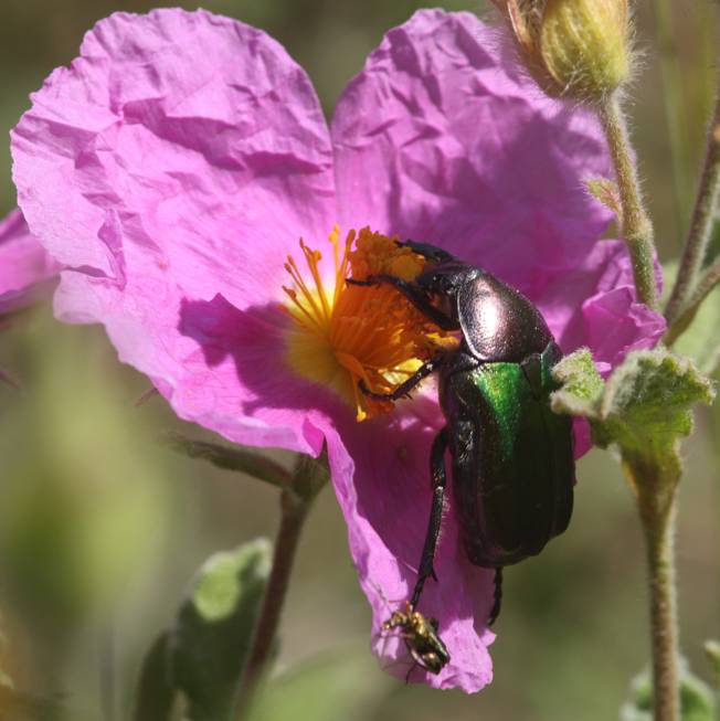 Cetoniidae: Cetonia aurata pisana