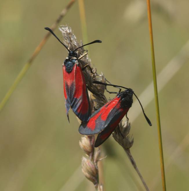 Zygaena da identificare - Zygaena (Mesembrynus) erythrus