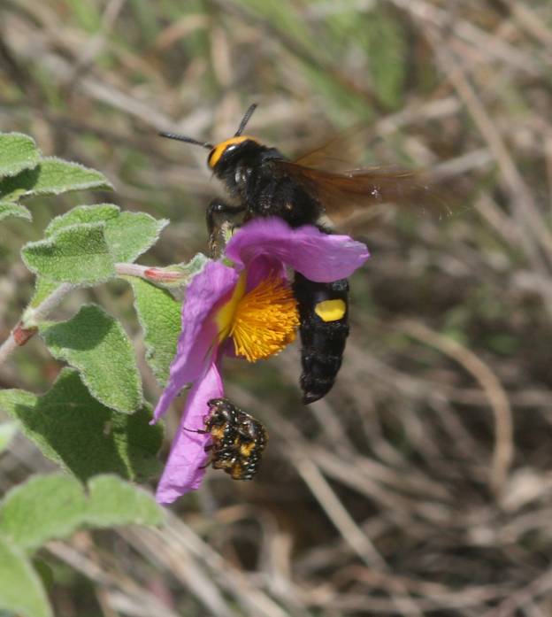 Megascolia maculata ssp. flavifrons, femmina (Scoliidae)