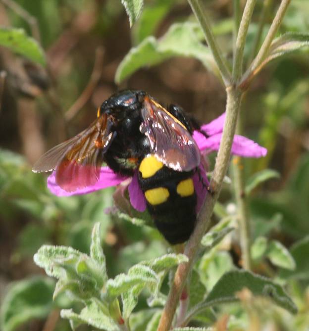Megascolia maculata ssp. flavifrons, femmina (Scoliidae)