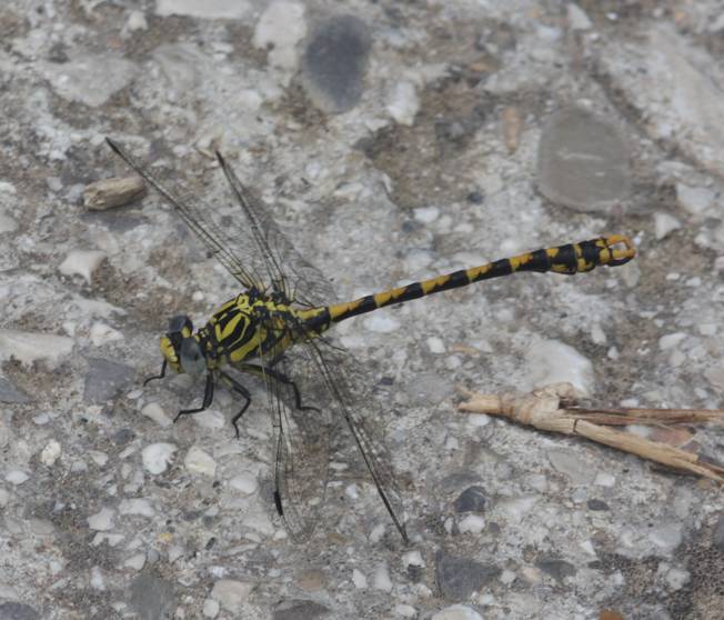 Onychogomphus uncatus, maschio e femmina?  S !