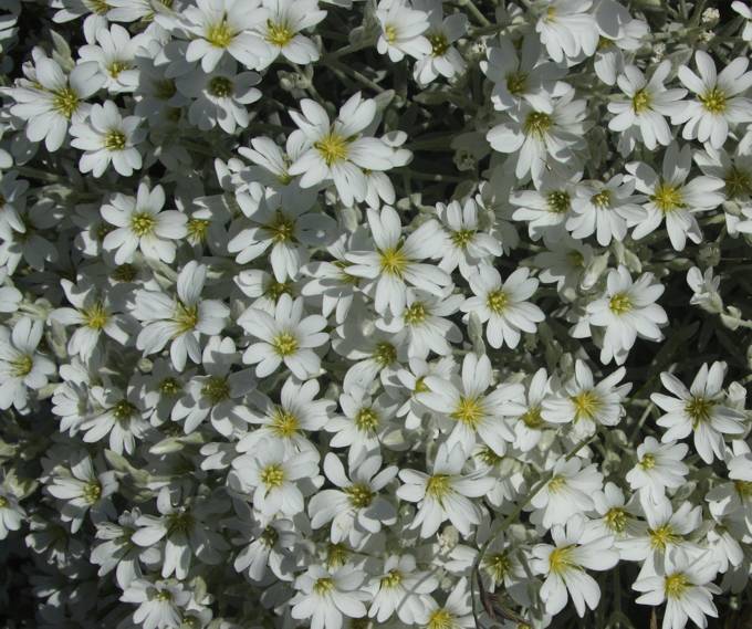 Cerastium tomentosum / Peverina tomentosa