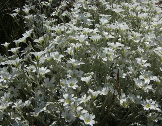 Cerastium tomentosum / Peverina tomentosa