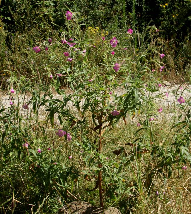 Epilobium hirsutum