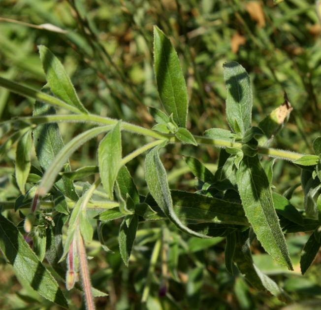 Epilobium hirsutum