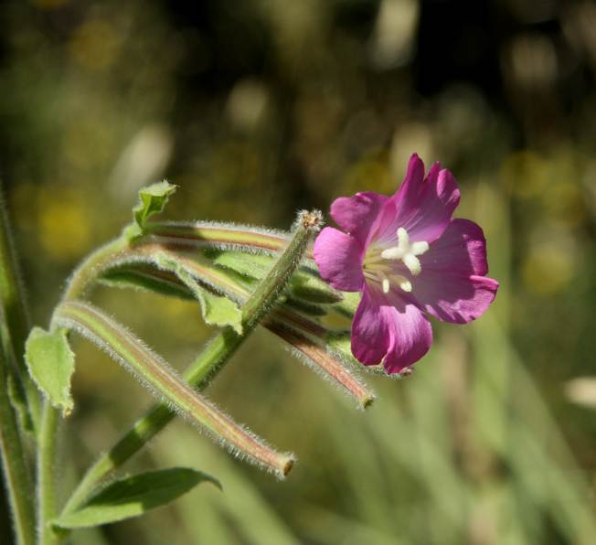 Epilobium hirsutum