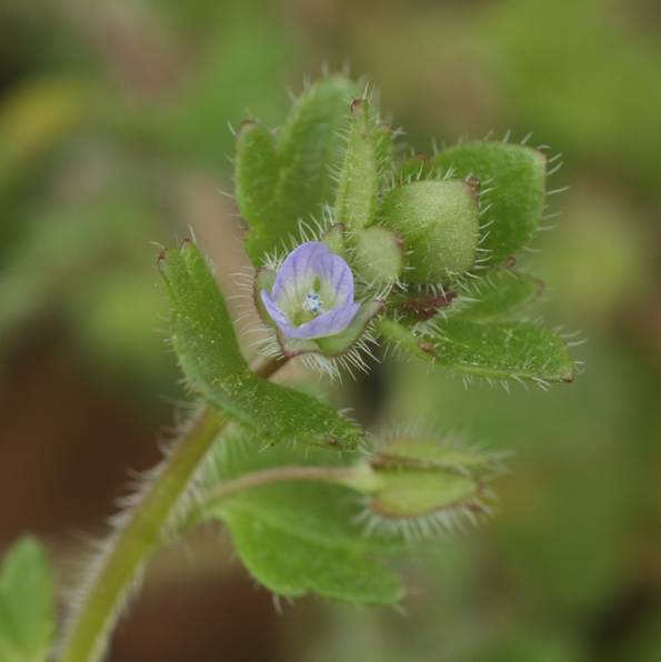 Veronica hederifolia / Veronica con foglie d''dera