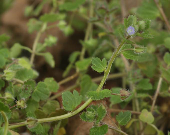 Veronica hederifolia / Veronica con foglie d''dera