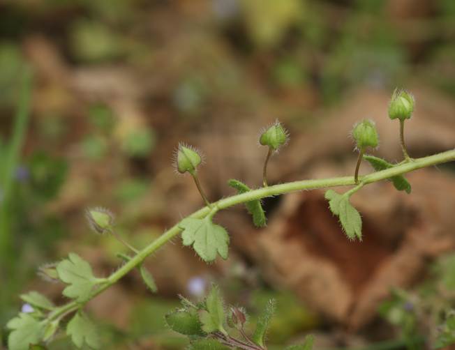 Veronica hederifolia / Veronica con foglie d''dera