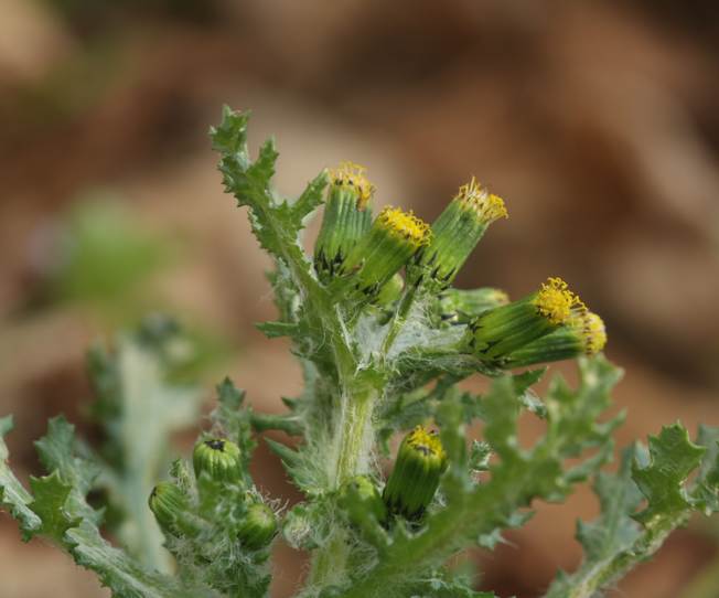 Senecio vulgaris