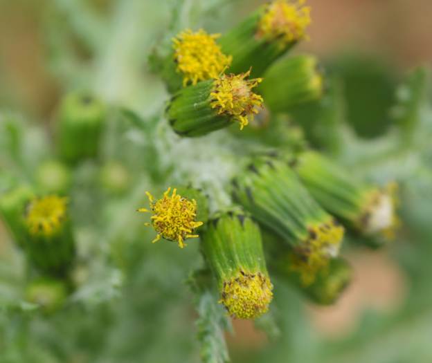 Senecio vulgaris