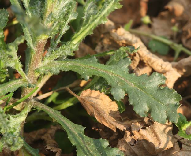 Senecio vulgaris