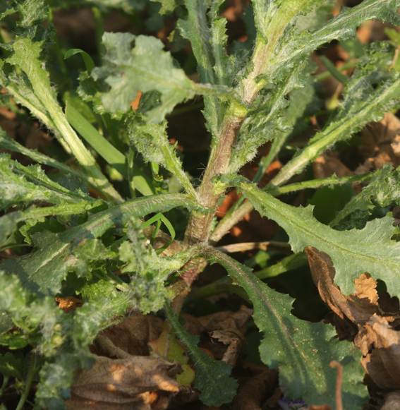 Senecio vulgaris