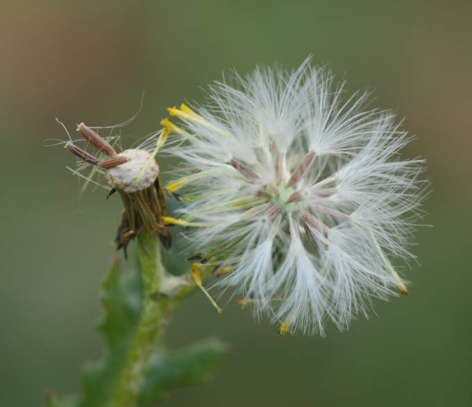 Senecio vulgaris