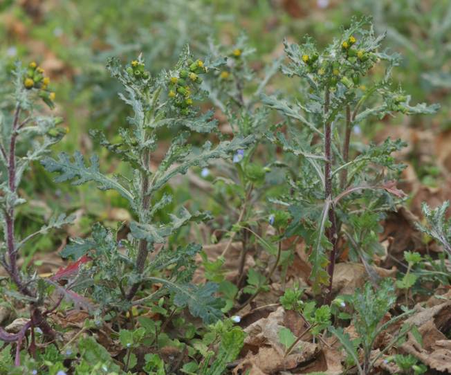 Senecio vulgaris