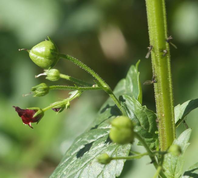 Scrophularia peregrina / Scrofularia annuale