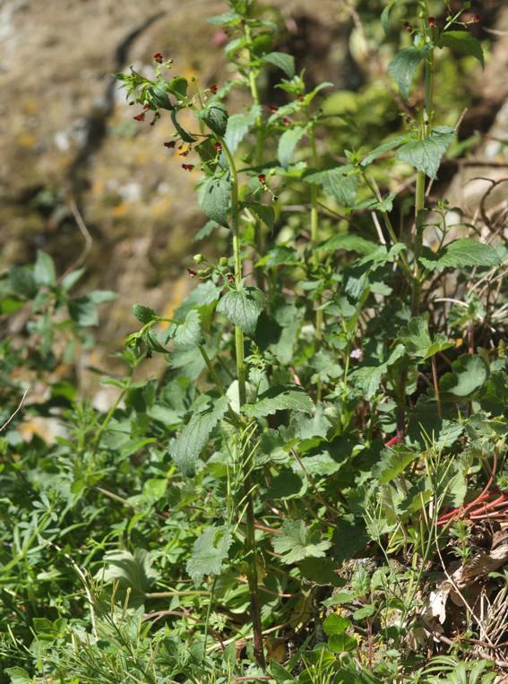 Scrophularia peregrina / Scrofularia annuale