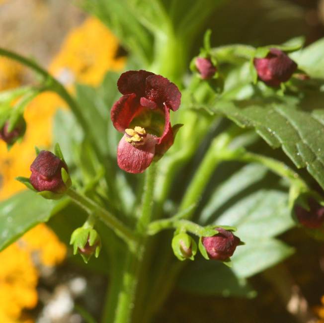 Scrophularia peregrina / Scrofularia annuale