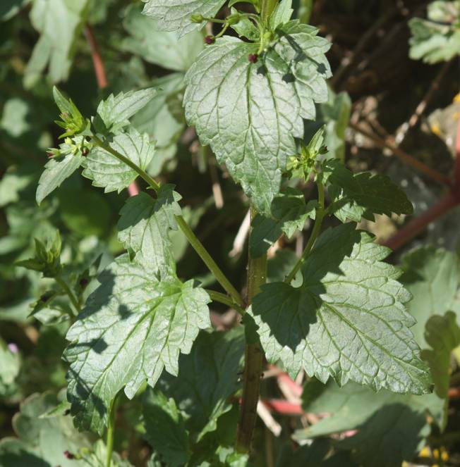 Scrophularia peregrina / Scrofularia annuale