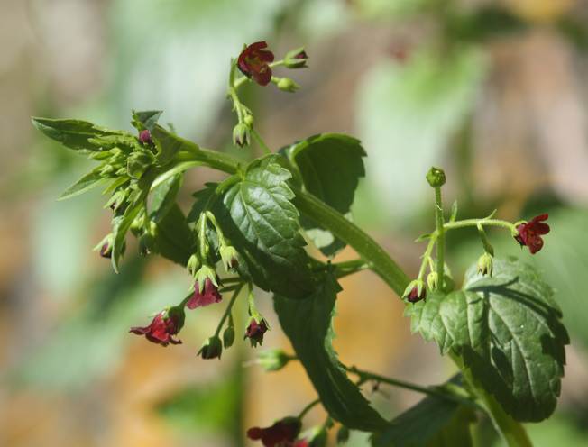 Scrophularia peregrina / Scrofularia annuale