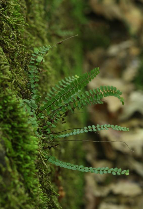 Asplenium trichomanes