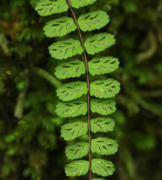Asplenium trichomanes