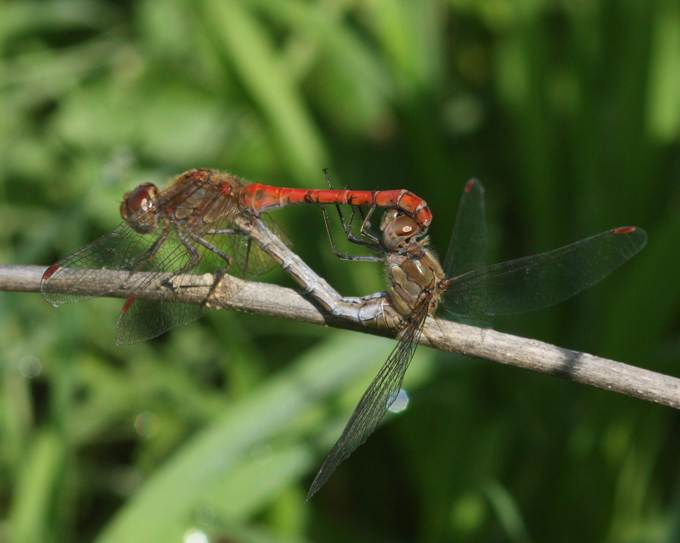 Coppia di Sympetrum da id