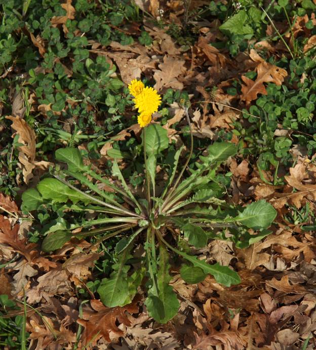 Crepis sancta