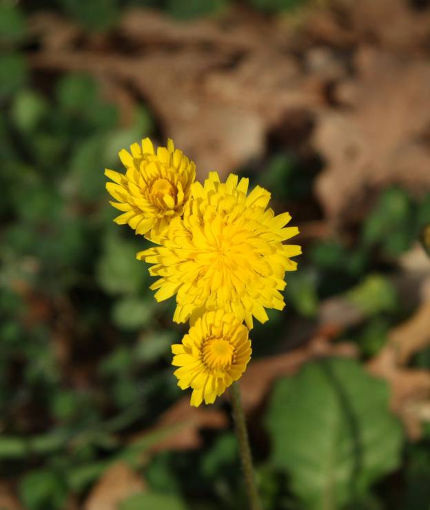Crepis sancta