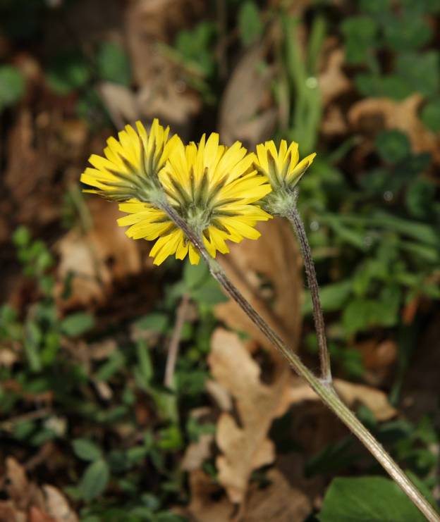 Crepis sancta