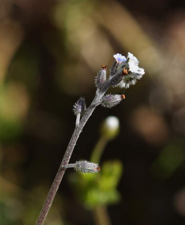 Myosotis cfr. arvensis