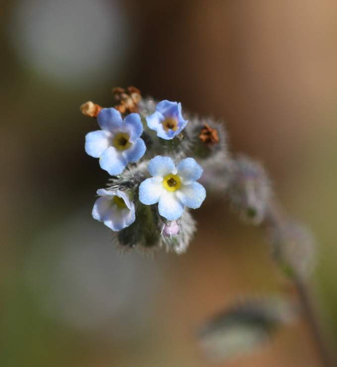 Myosotis cfr. arvensis
