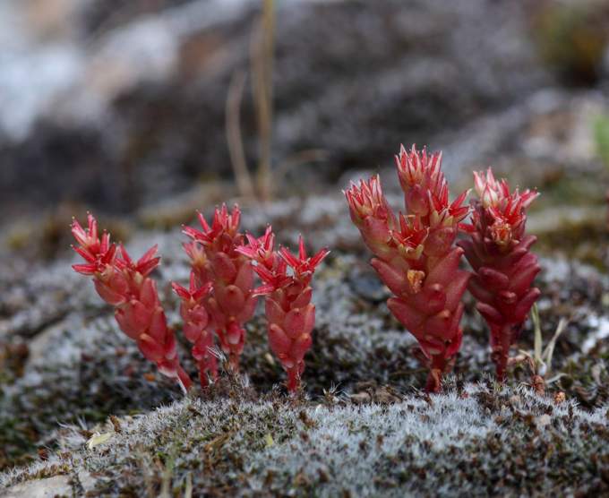 Sedum caespitosum / Borracina cespugliosa