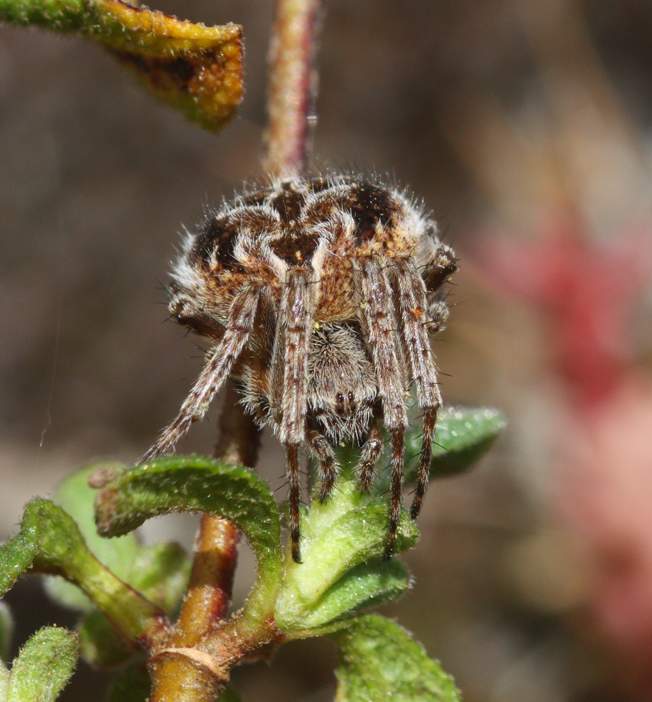 Agalenatea redii - Soriano del Cimino (VT)