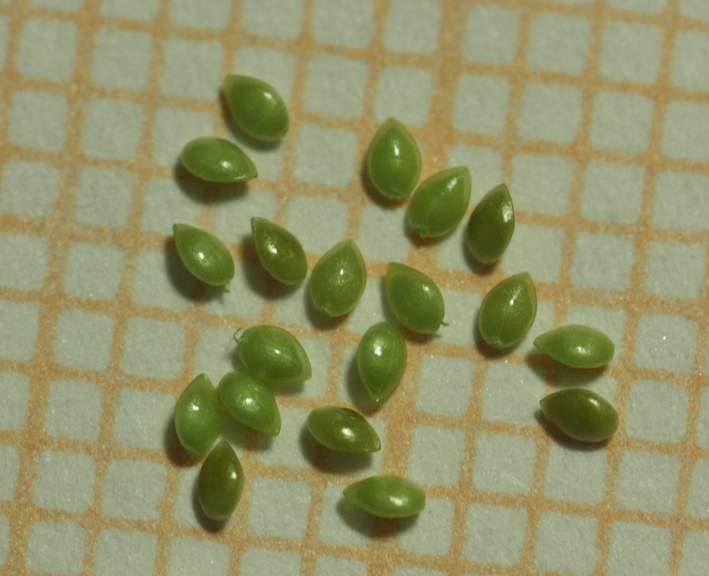 Myosotis cfr. arvensis