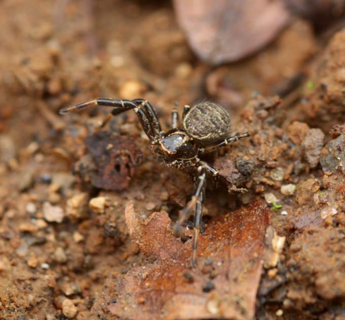 Xysticus sp. - Vasanello (VT)