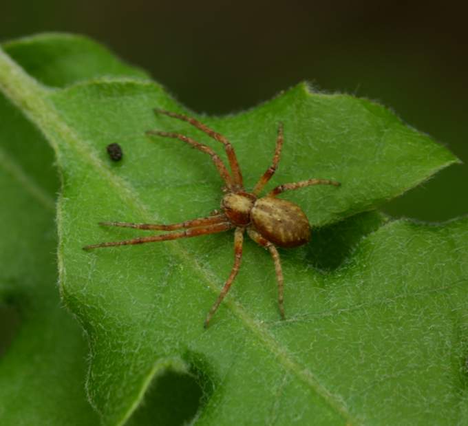 Nigma flavescens... No. Philodromus sp.  - Vasanello (VT)