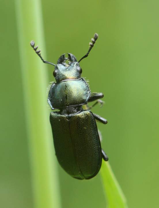 Carabidae? No. Platycerus caraboides (Lucanidae)