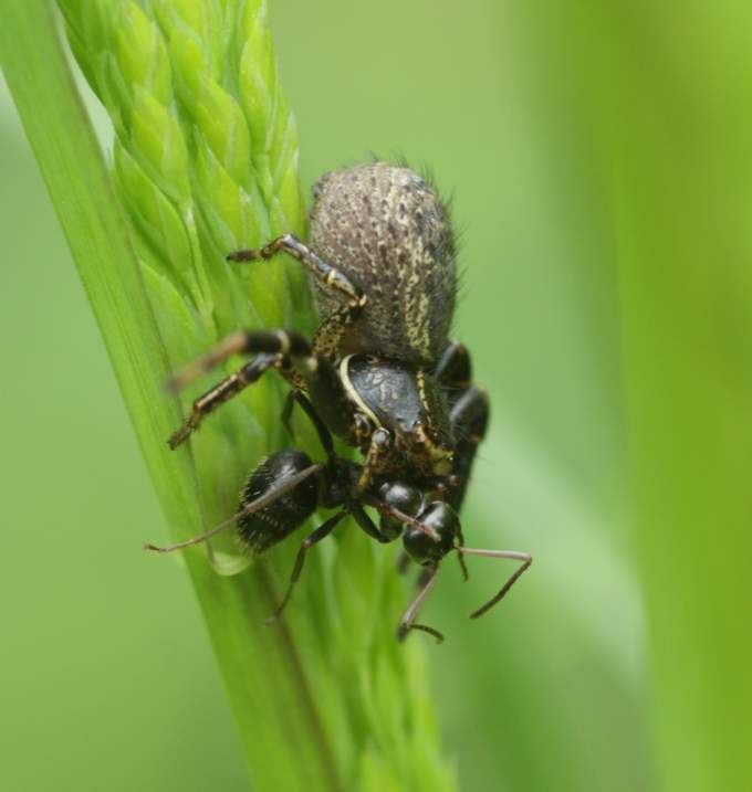 Xysticus sp. - Vasanello (VT)