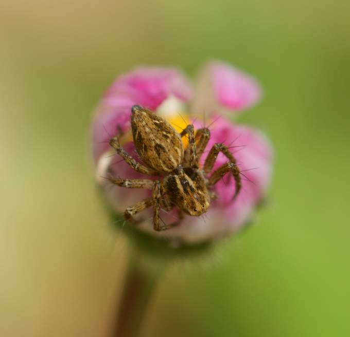 Oxyopes cf. heterophthalmus - Soriano del Cimino (VT)