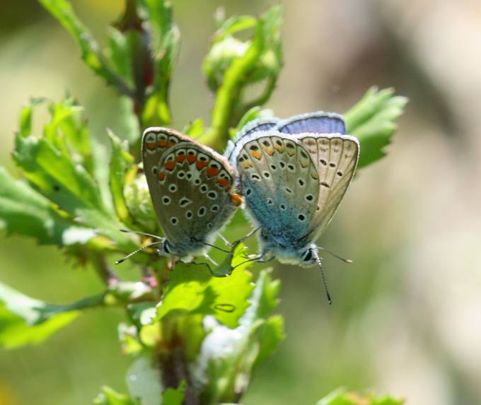 Accoppiamento Polyommatus icarus?