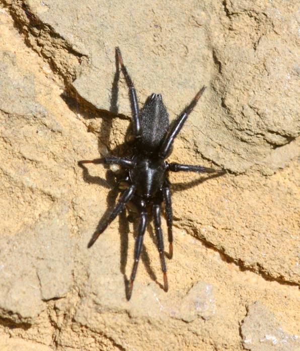 Zelotes sp. - Tolfa (RM)