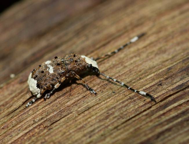 Cerambycidae? No. Anthribidae. Platystomos albinus