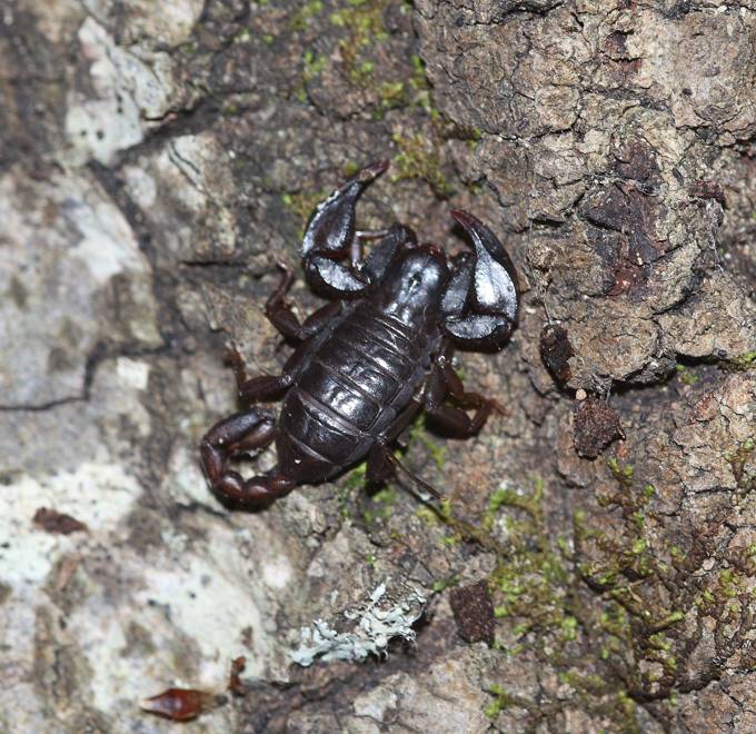 Euscorpius concinnus