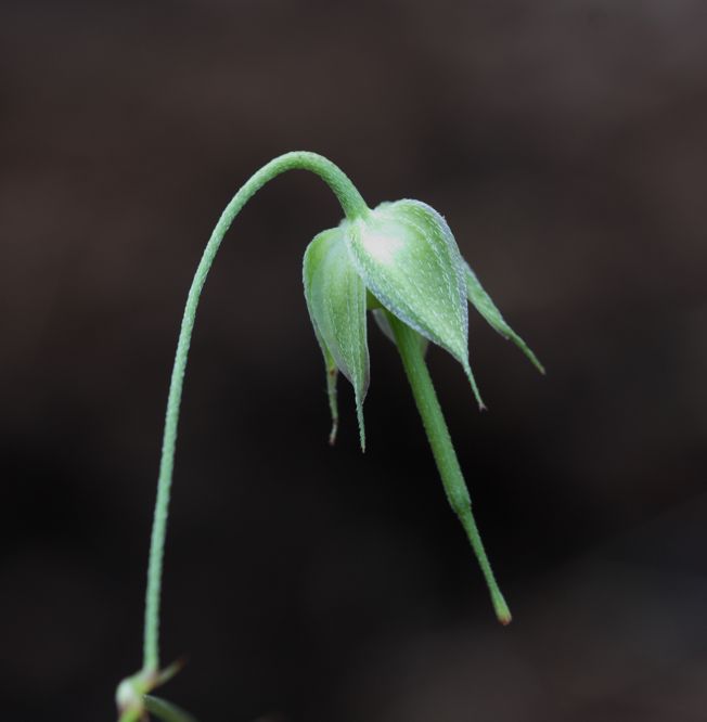 Geranium columbinum / Geranio colombino