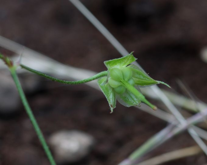 Geranium columbinum / Geranio colombino